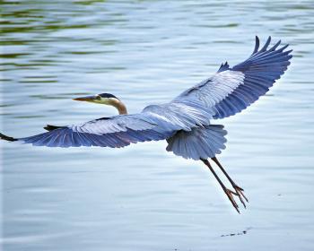 Great blue heron, Ardea herodias - Corel Discovery Center