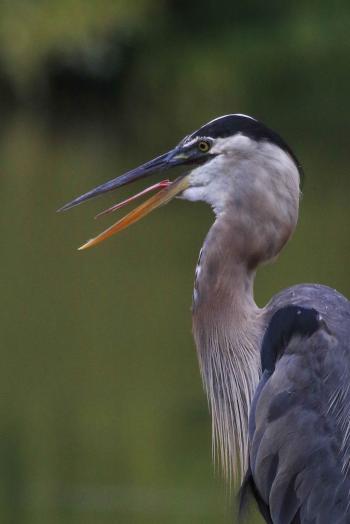Hot today? The great blue heron does a little gular fluttering ...