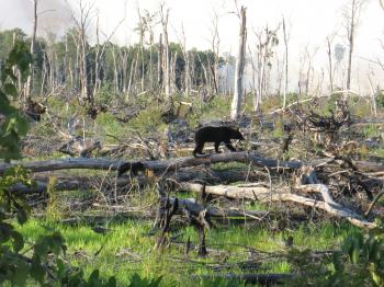 The Great Dismal Swamp - 99% Invisible