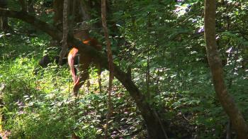 The Great Dismal swamp - YouTube