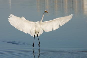 Great Egret | Audubon Field Guide