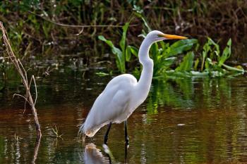 Great Egret Photo Album | TGO Nature Center