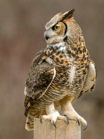Great horned owl - Wikipedia
