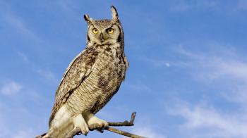 GreatHornedOwl1.ngsversion.1418744332359.adapt.1900.1.jpg