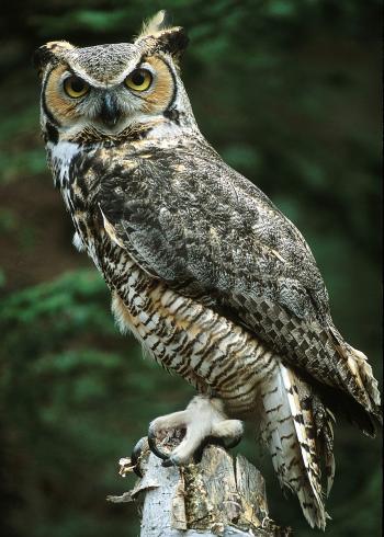 perched owl.jpg
