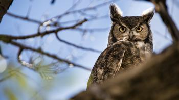 The Hooting Season: Enjoying Great Horned Owls – Cool Green Science