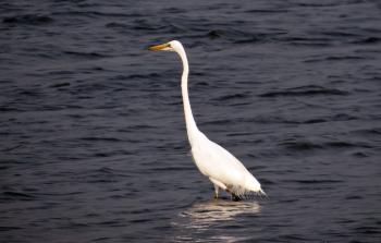 Free Images : wing, beak, fauna, vertebrate, india, water bird ...
