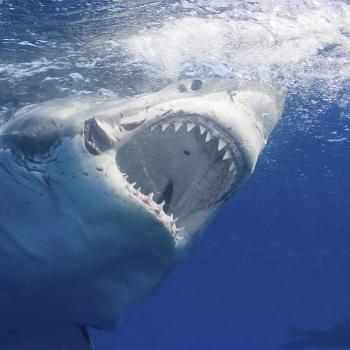 Great White Shark | National Geographic
