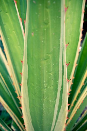 Green agave leaves cactus plant