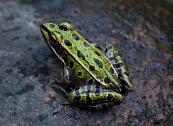 Green and Black Frog Photography