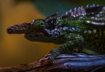 Green and Brown Chameleon
