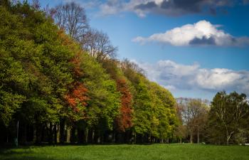 Green and Red Tress Under Blue Sky and White Clouds during Daytime
