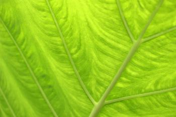 Green Backlit Green Tropical Leaf Background