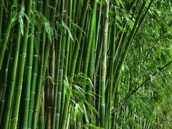 Tropical Bamboo in the U.S.," - AroundWellington.com, online ...