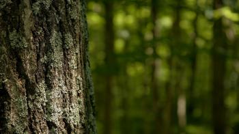 Download wallpaper 1920x1080 tree, bark, trunk, green, razmytost ...