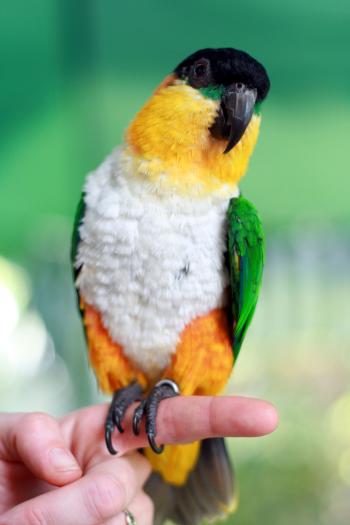 Green Black White Yellow and Teal Parrot