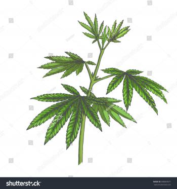 Vector Hand Drawn Color Botanical Illustration Stock Vector (2018 ...