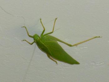 green insects images | insect looks like a green leaf? – true ...