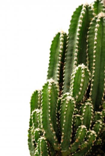 Cactus Green Photo Full Hd Pictures Of Cactuses For Androids High ...
