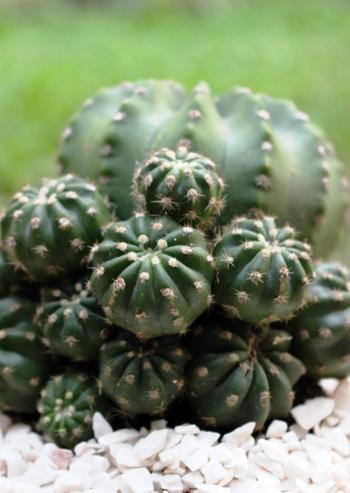 Green cactus sprouting smaller baby cacti