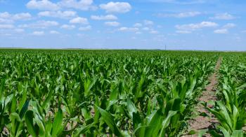 Green corn field on beautiful sunny and day with clouds on sky Stock ...