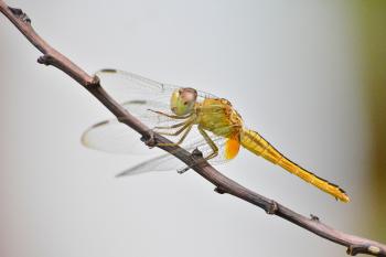 Green Dragonfly on Brown Tree Branch