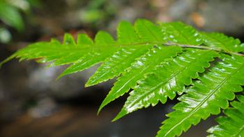 Green Fern Leaf and Rain Drops nature background Stock Video Footage ...