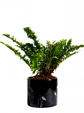 Air Purifying Green Fern Plant in Black Barrel Aroez Ceramic Pot ...