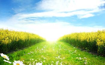 Green field wallpapers and images - wallpapers, pictures, photos