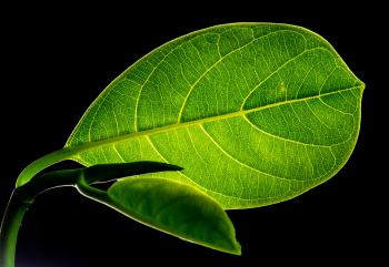 Green Flat Oblong Leaf Plant on Close Up Photography