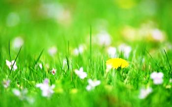 Green Flower Wallpaper, Green Flower PC Backgrounds (41, #695EK ...