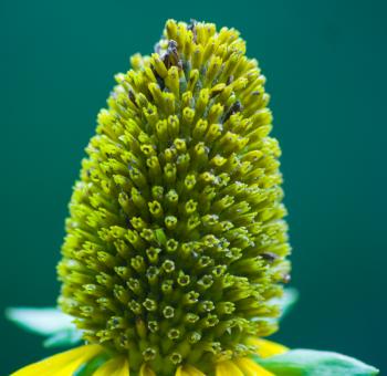 Green Flower Cone