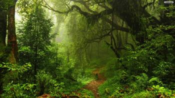 Image - Green-Forest-Wallpaper-K4N5D.jpg | Animal Jam Clans Wiki ...