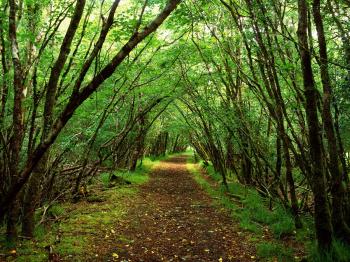 dark green forest background 10144 | Background Check All