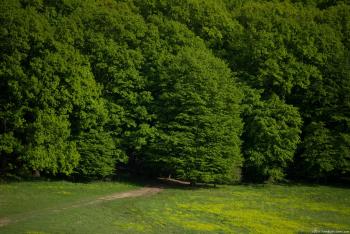 Green Forest