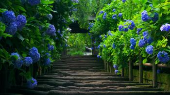 Green Garden wallpapers Green Garden stock photos 1920x1080