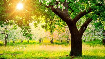 Lush Greenery Pictures Beautiful Gardens - WonderWordz