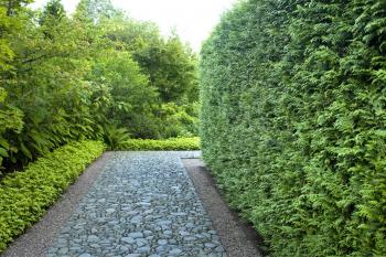 Suburban Gardens | INSTANT HEDGES