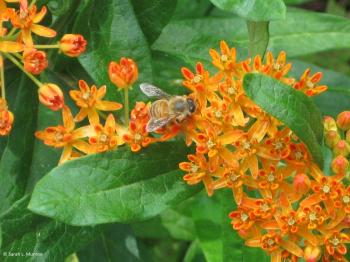 Garden hours & directions - Friends of Green Spring