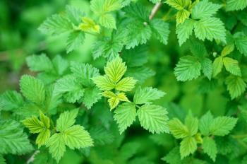 Plants: Ruspberry Garden Leaves Plants Green Spring Nature Ultra Hd ...