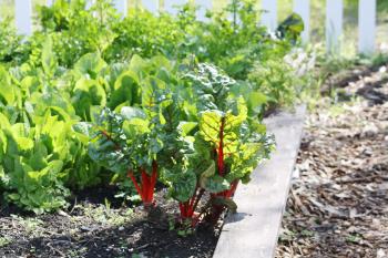 Ten tips for vegetable gardening during a drought - Green Blog - ANR ...