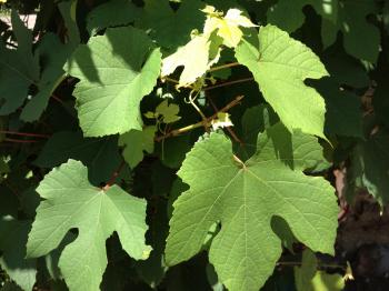 Pick and Preserve Grape Leaves