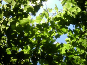 Green grape leafs