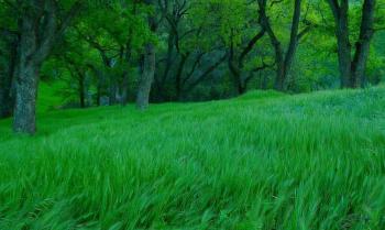 Grass: Intense Grass Greengrass Green Nature Strong Fullscreen ...