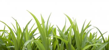 Isolated green grass - Arbutus Cove Construction