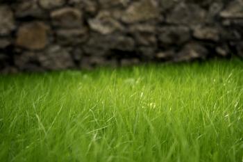 Spring green grass Free Photo Download by 3dxo.com