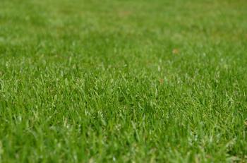 Green Grass · Free Stock Photo