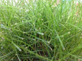 Green grass blades close up