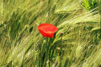 Free picture: opium poppy, agriculture, summer, countryside, field ...