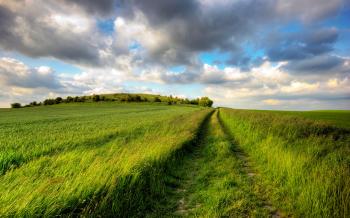 Tall Grass Field HD Wallpaper, Background Images